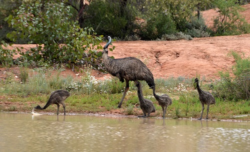 Thirsty emus.