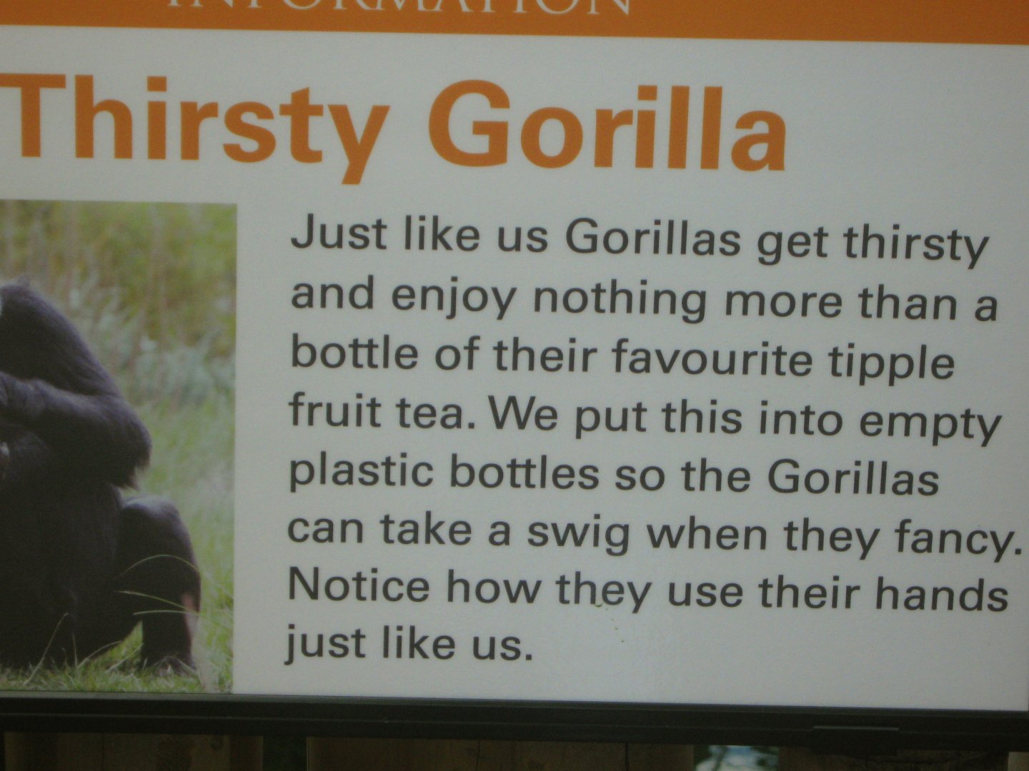 Thirsty Gorilla