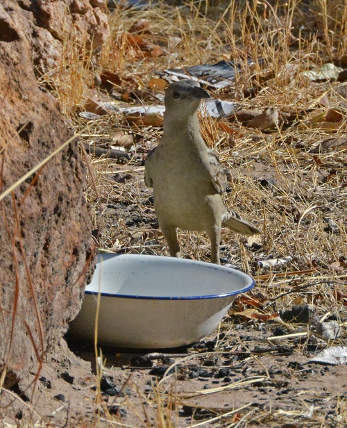 Thirsty great bowerbird