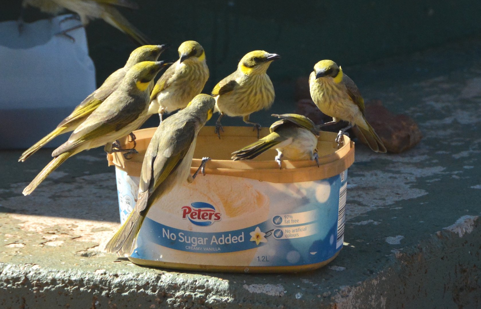 Thirsty grey-fronted honeyeaters