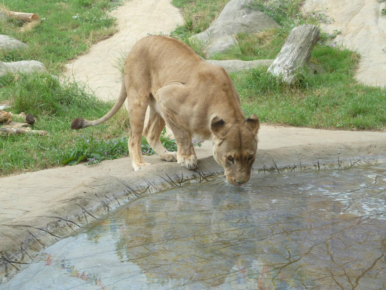 Thirsty Lioness