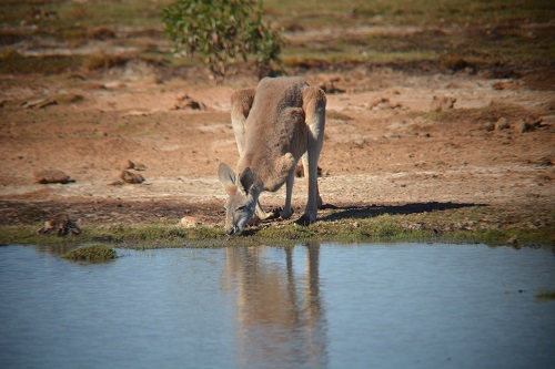 Thirsty Red kangaroo