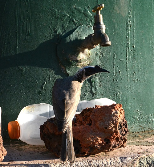 Thirsty silver-crowned friarbird
