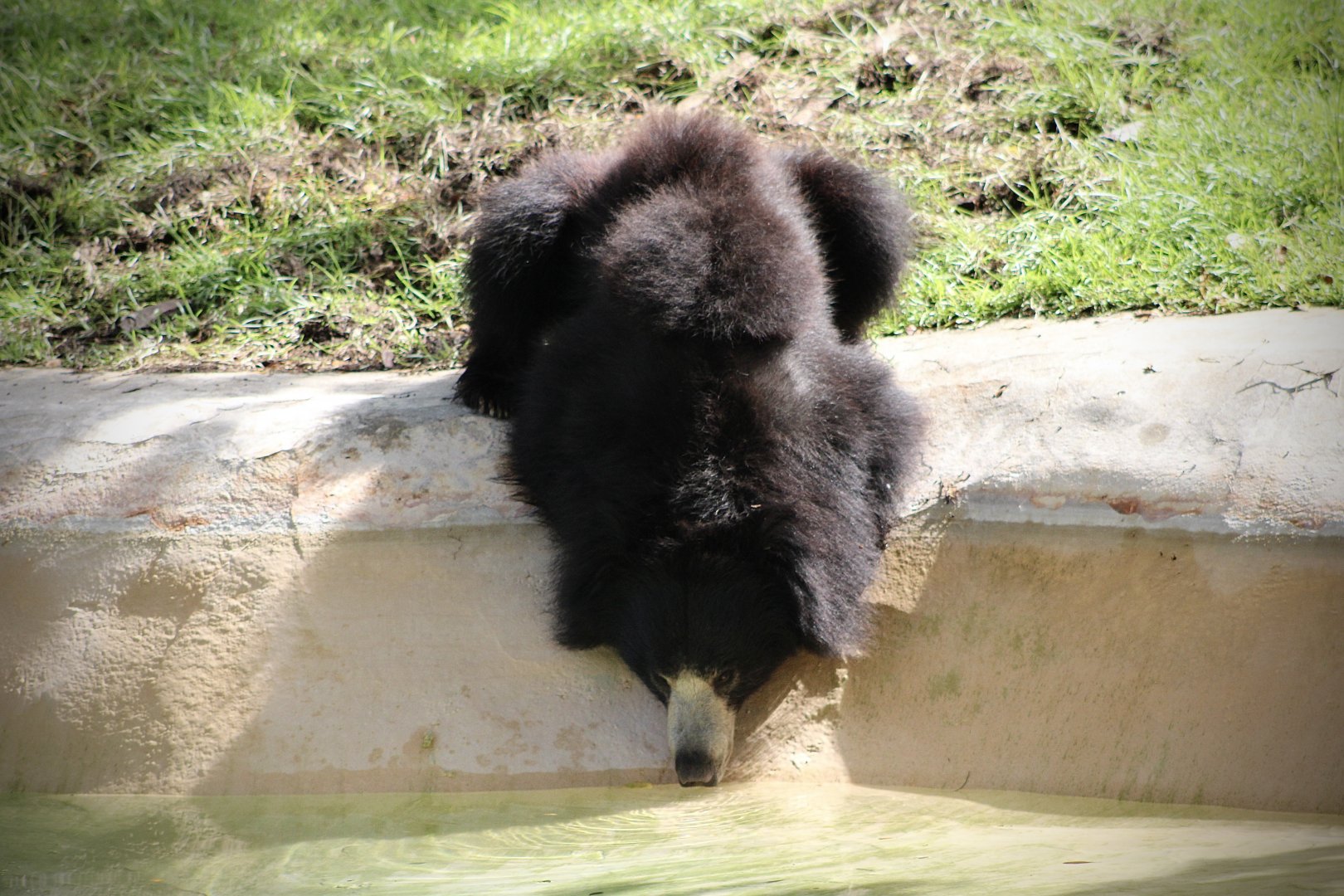 Thirsty Sloth Bear (Melursus ursinus)