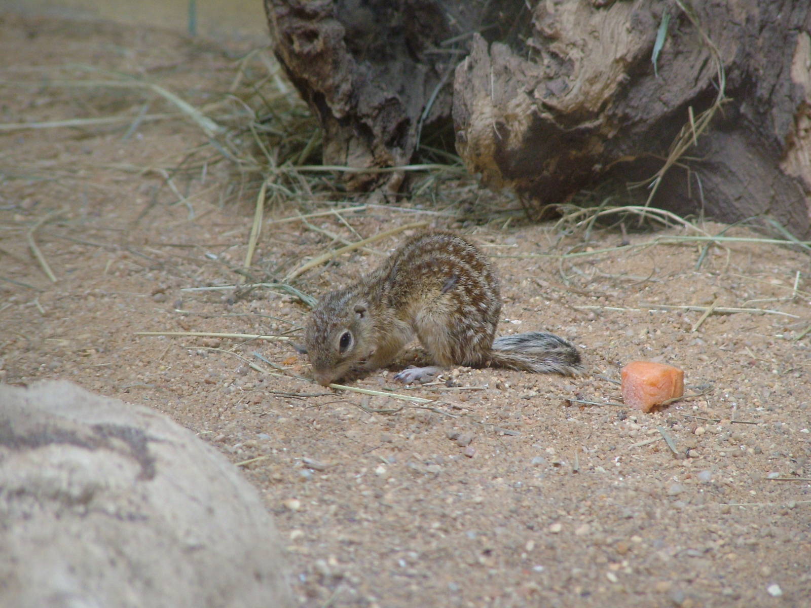 Thirteen-lined Ground Squirrel at Plzen, 25/05/10