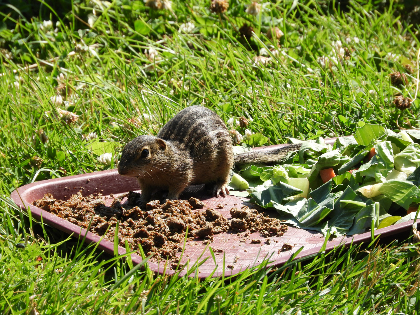 Thirteen-Lined Ground Squirrel (Ictidomys tridecemlineatus)