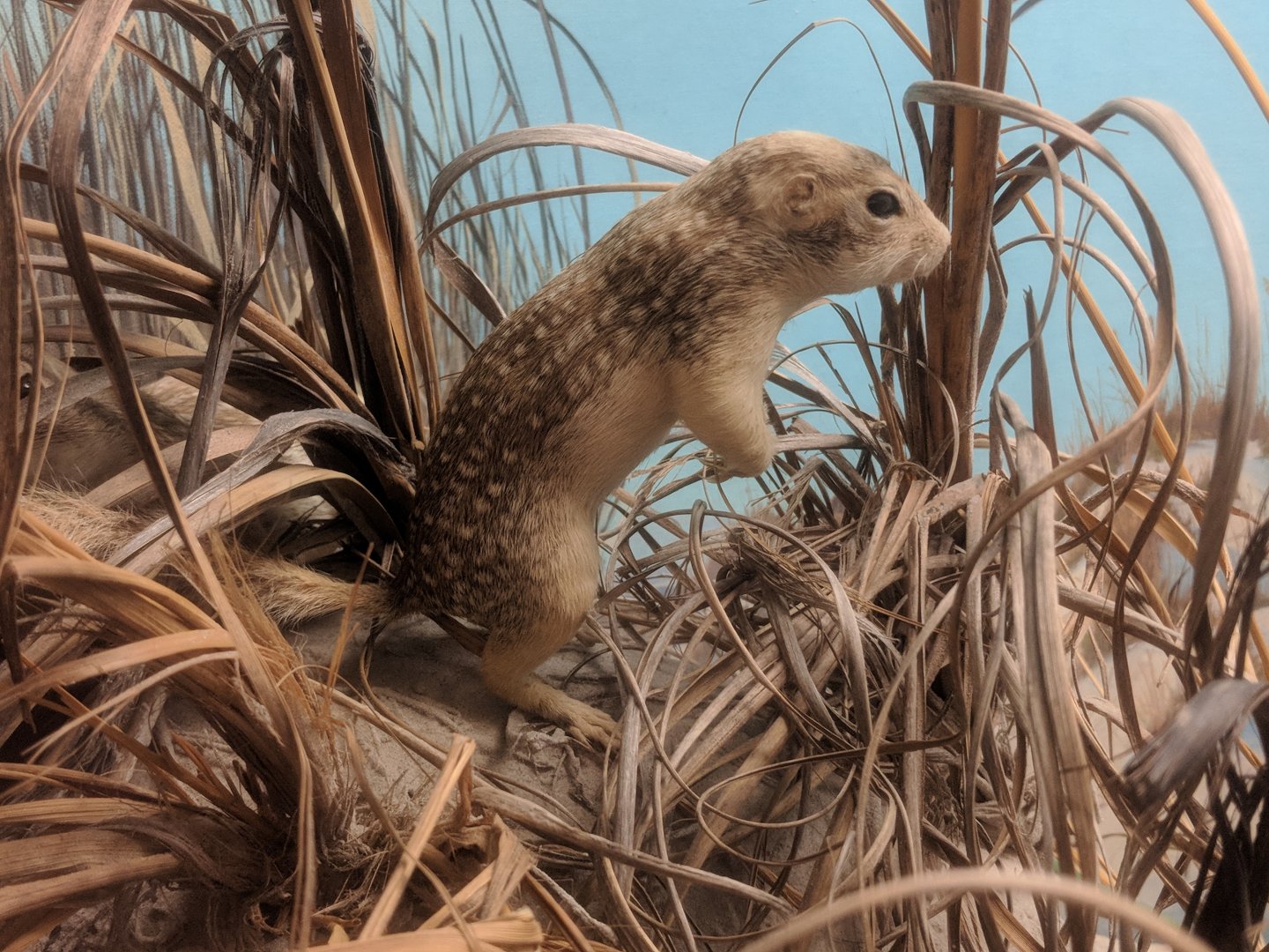 Thirteen lined ground squirrel (Ictidomys tridecemlineatus)