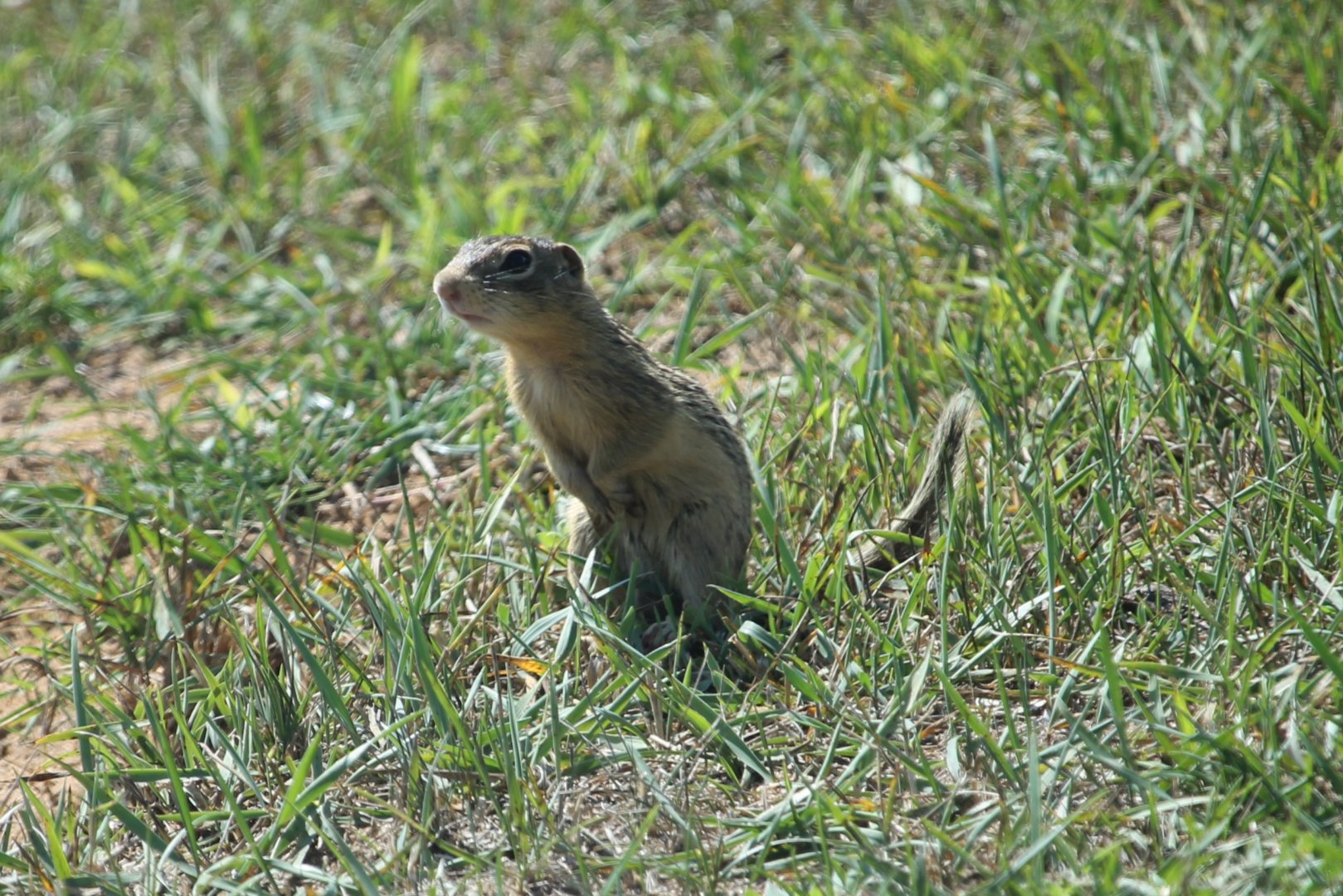 Thirteen-lined Ground Squirrel (Ictidomys tridecemlineatus)
