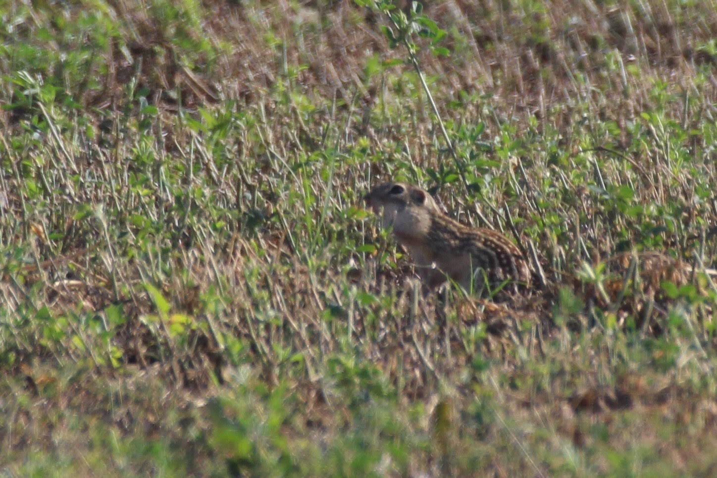 Thirteen-lined Ground Squirrel