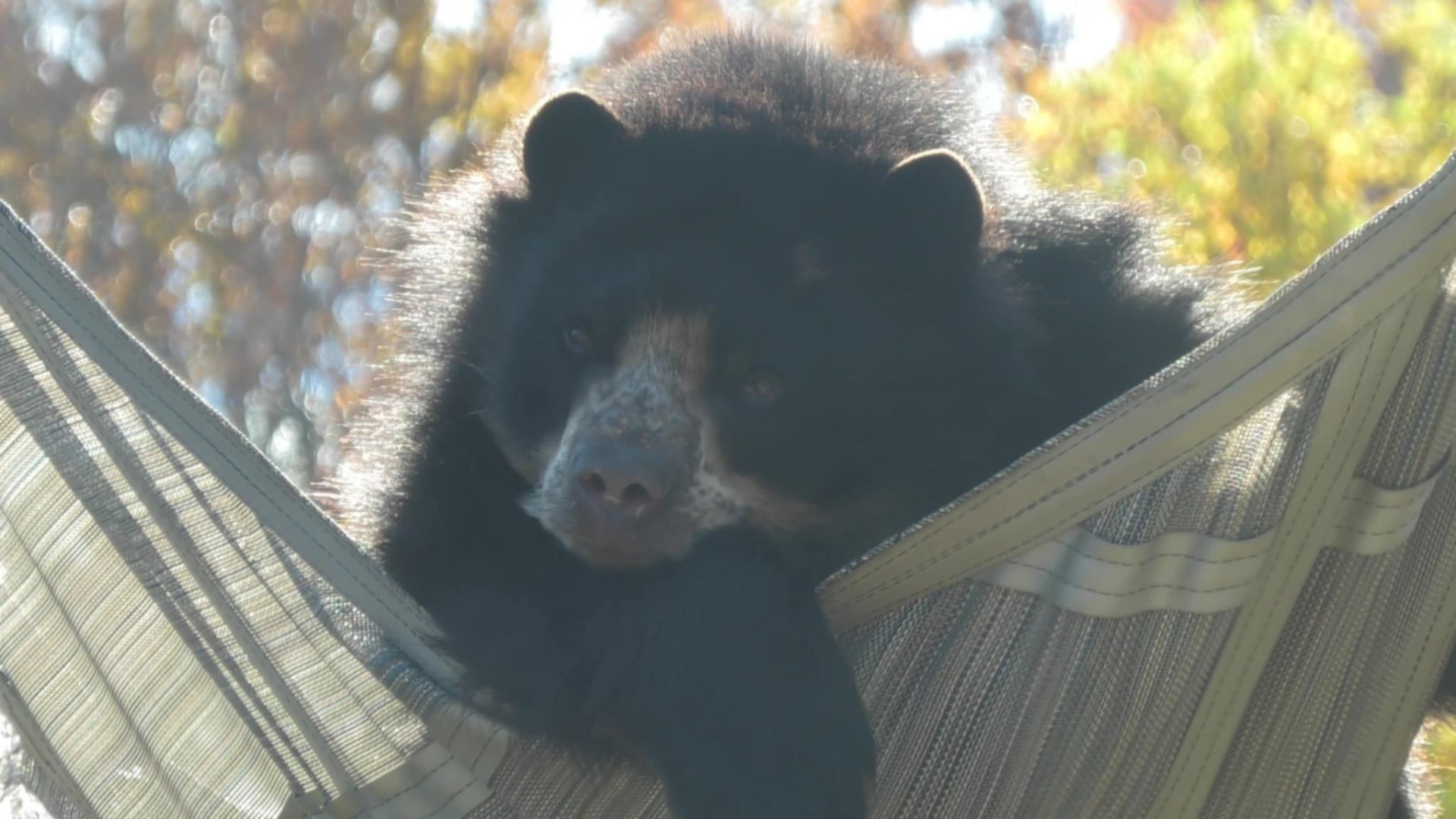 This andean bear looks very bored