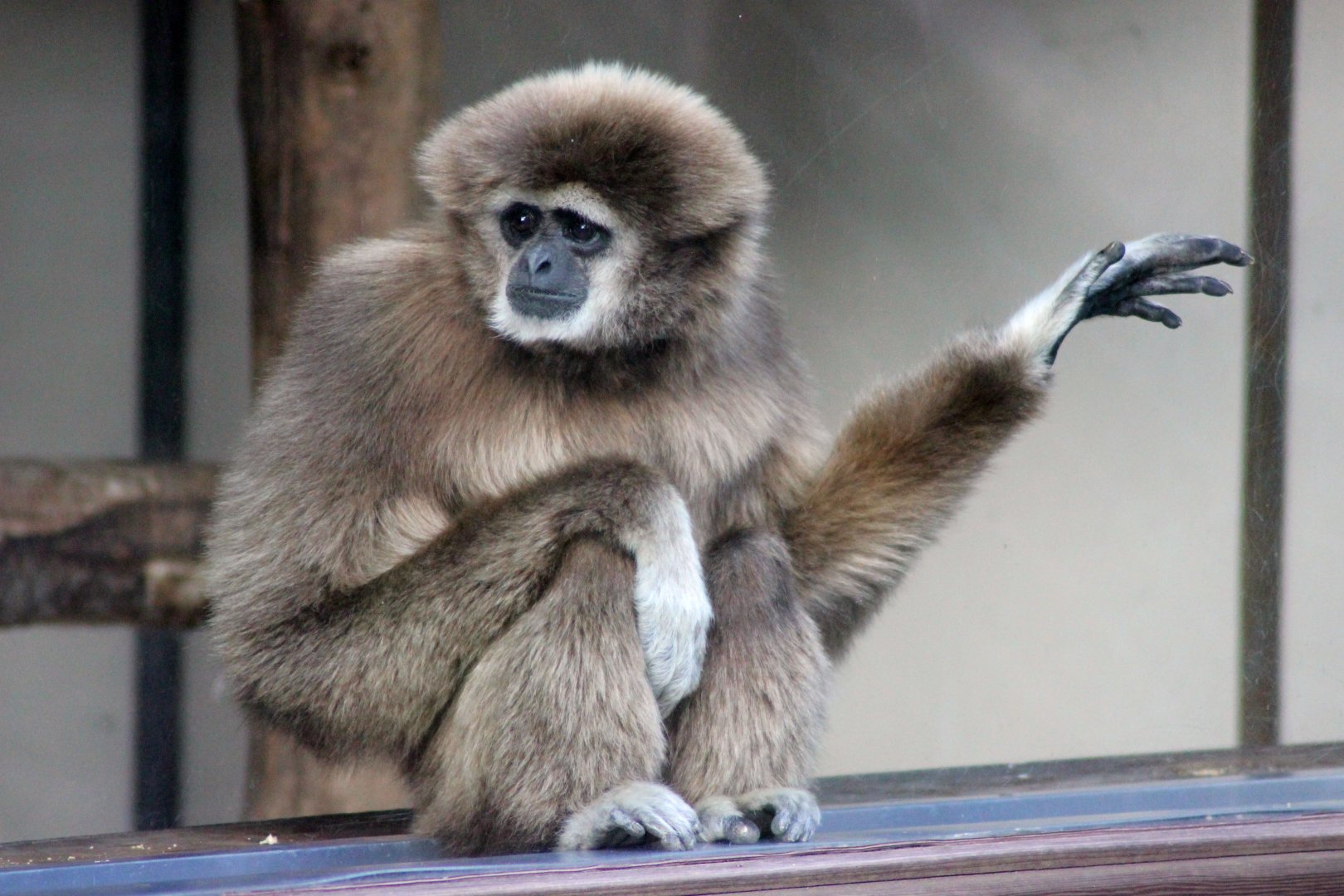 This Gibbon has got his air guitar impression perfected