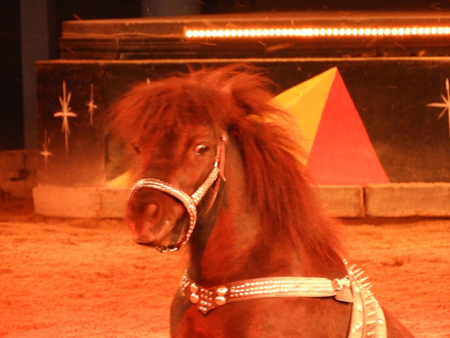 This Horse is "Bad To The Bone"