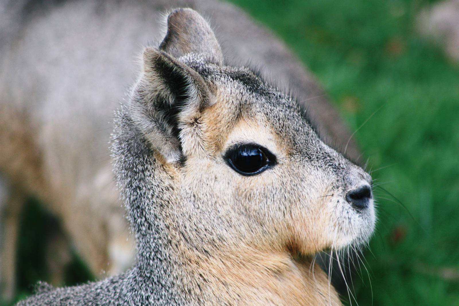 This is a Patagonian Cavy!!!!