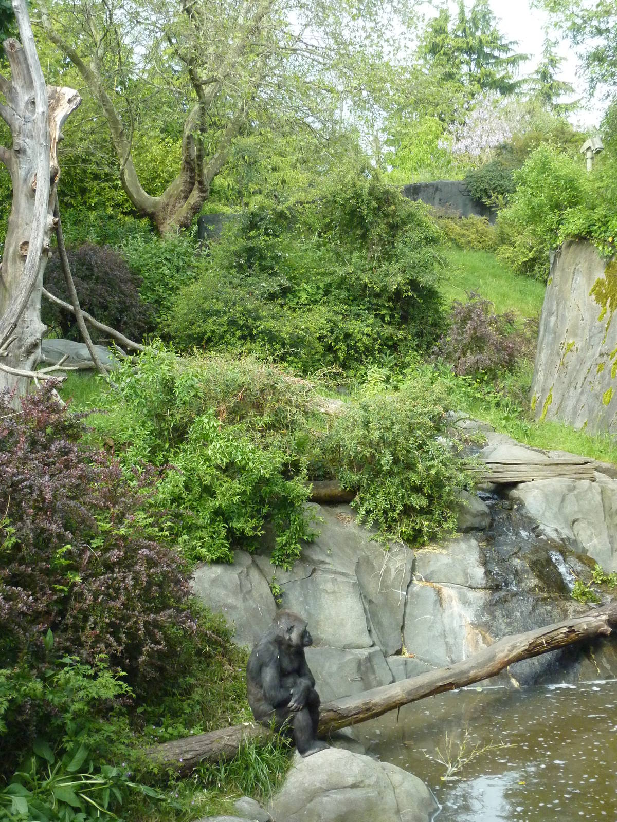 This Is How Great Zoos Exhibit Gorillas:)