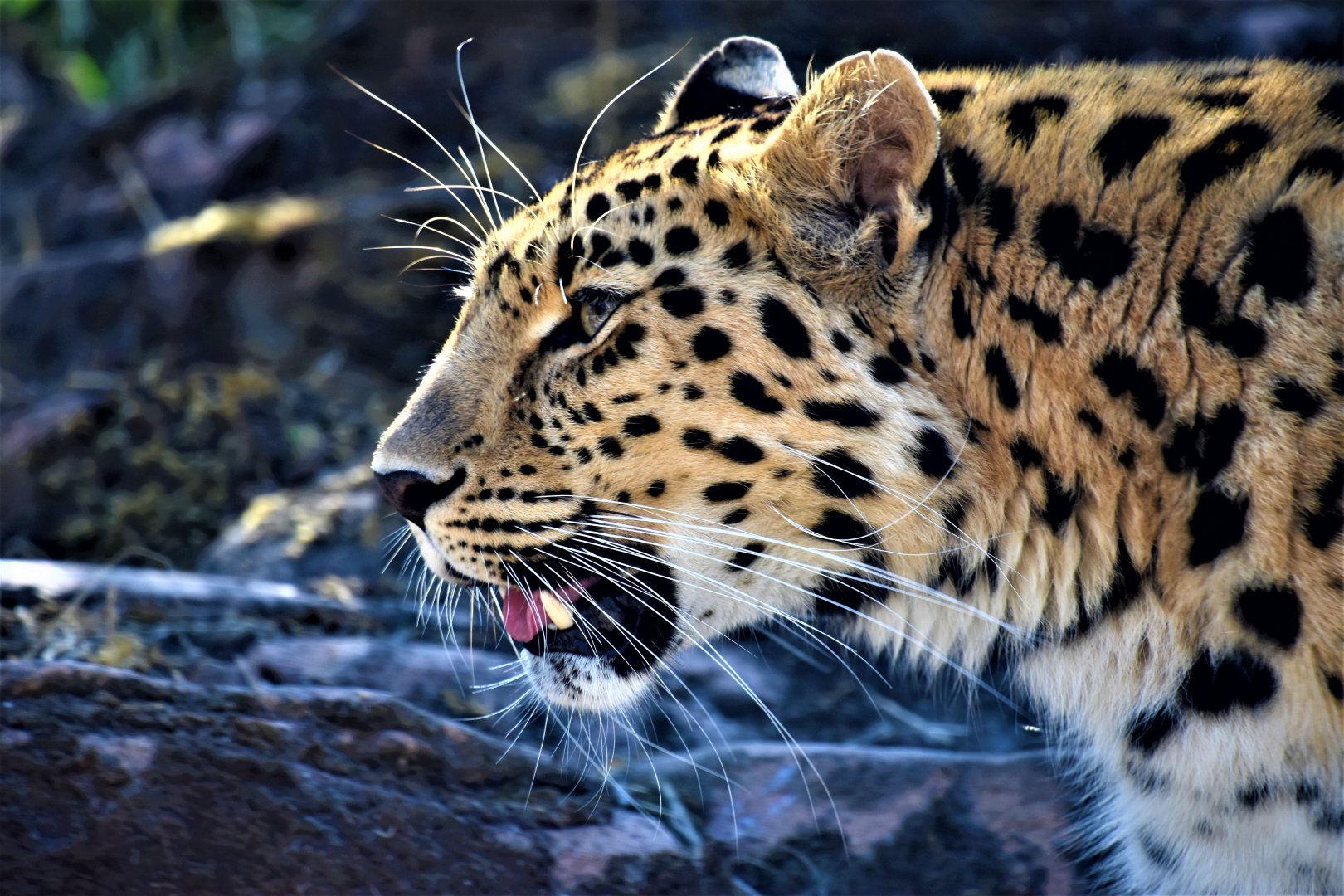 This is my favourite from Colchester.