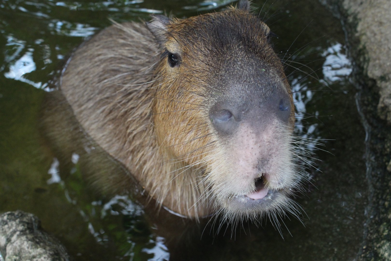 This is not food,capybara!