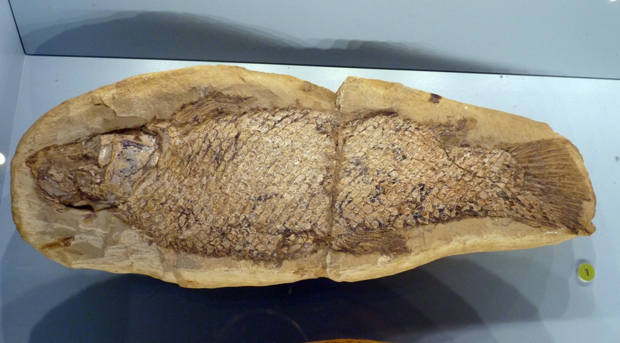 This is NOT Notelops brama