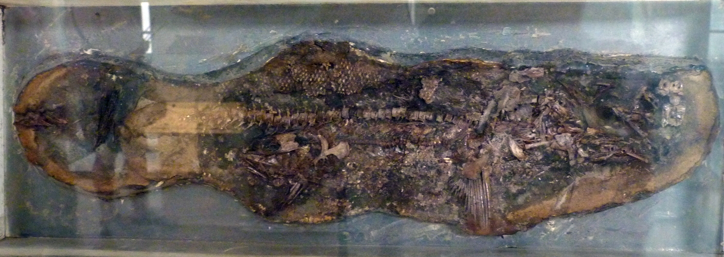 This IS Notelops brama