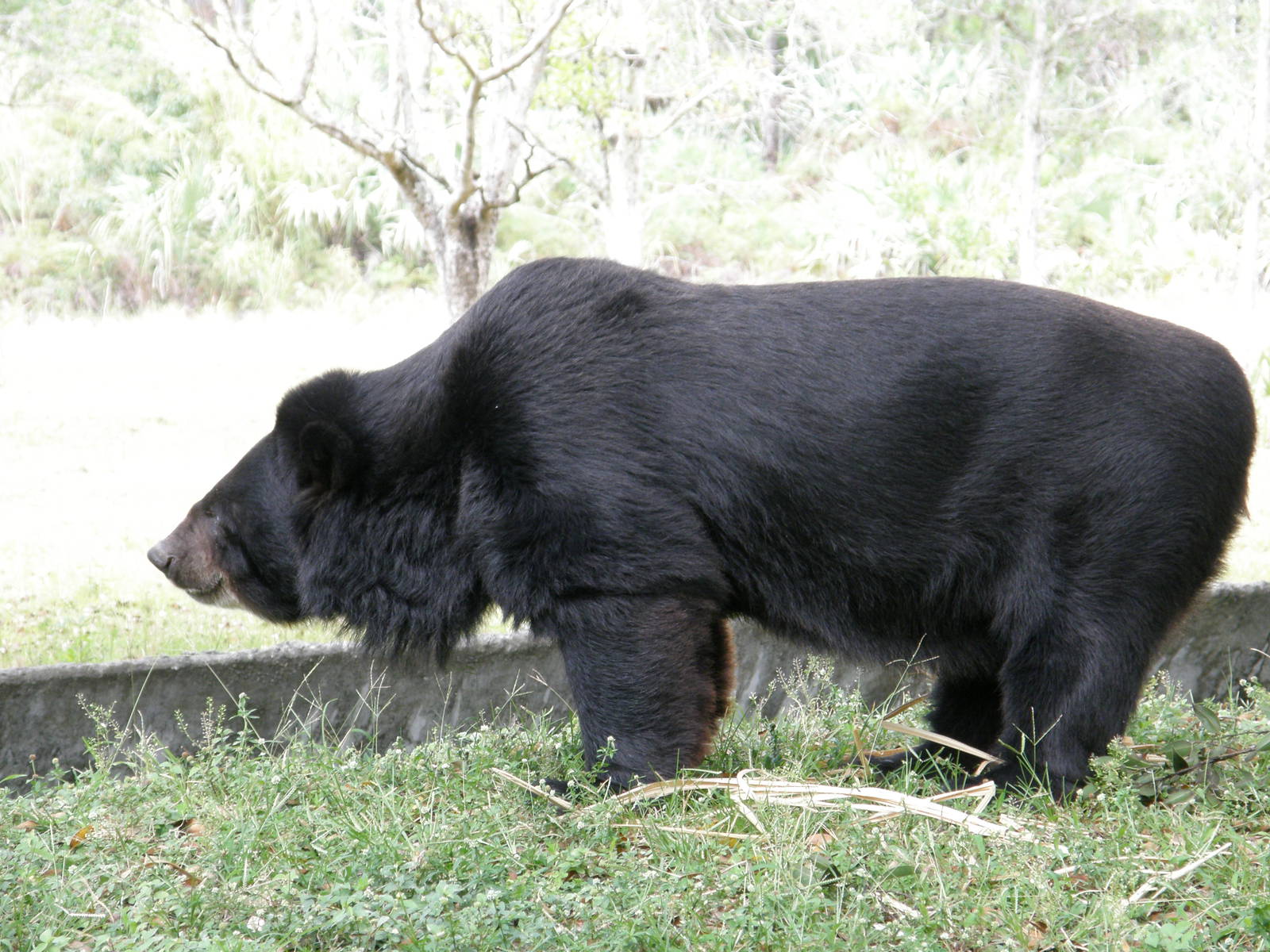 This is the side shot of that same bear (asian black bear or sloth bear)