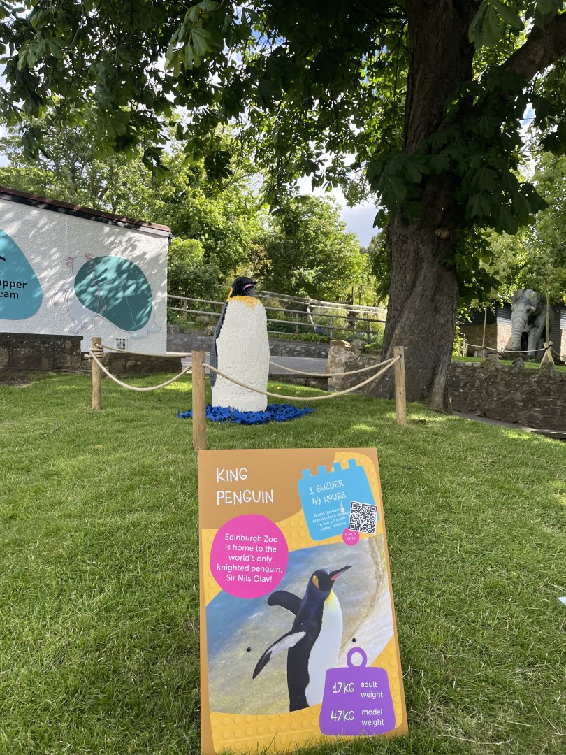 This isn’t a king penguin! 8.6.24