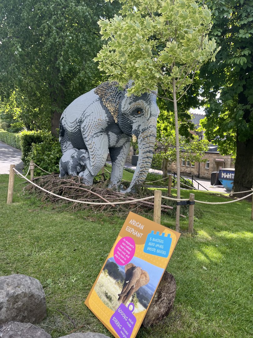 This isn’t an African elephant! 8.6.24