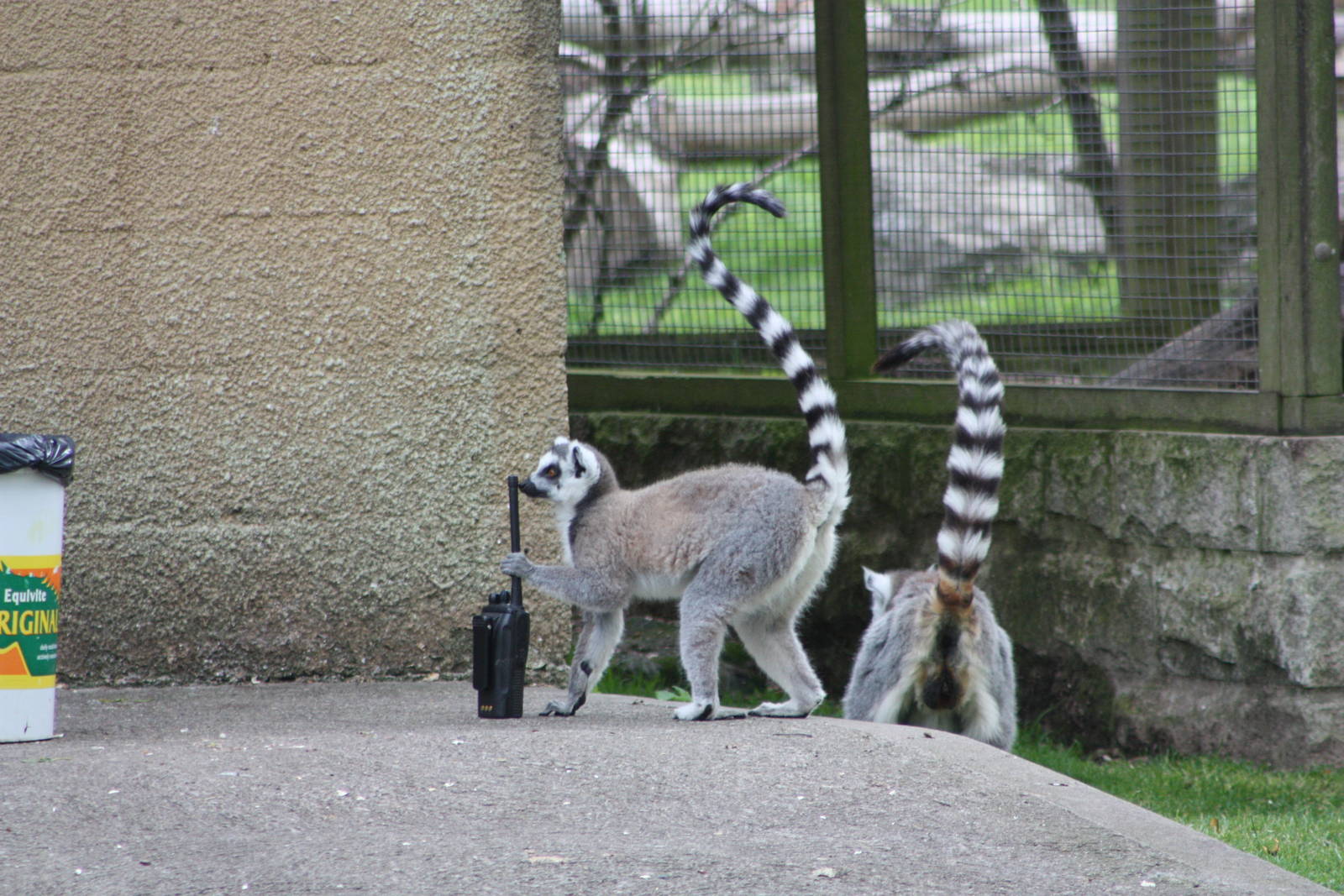 This lemur is braver, 7th July 2014