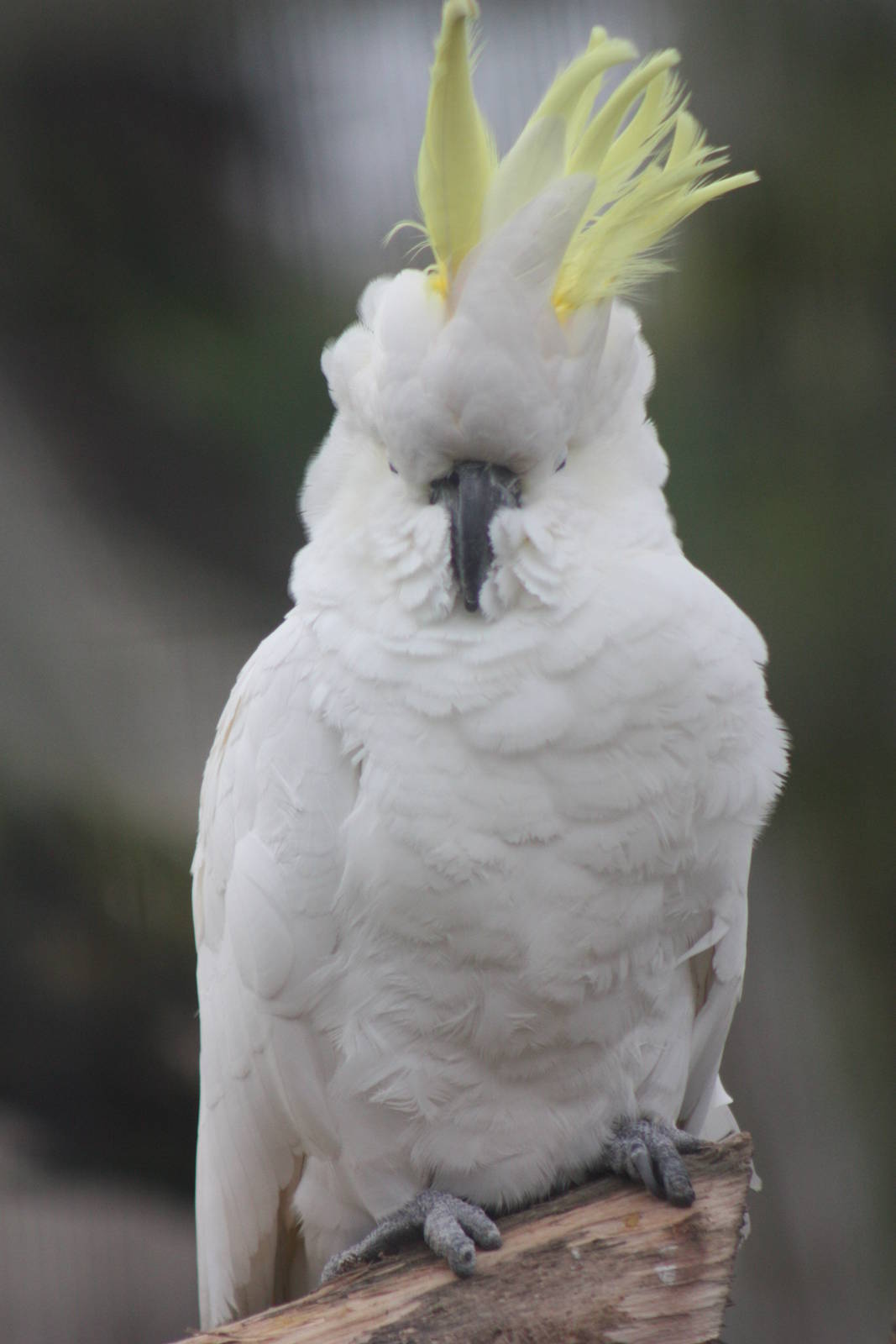 This wind is playing havoc with my crest, 22nd December 2014