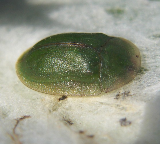 Thistle Tortoise Beetle (Cassida rubiginosa)