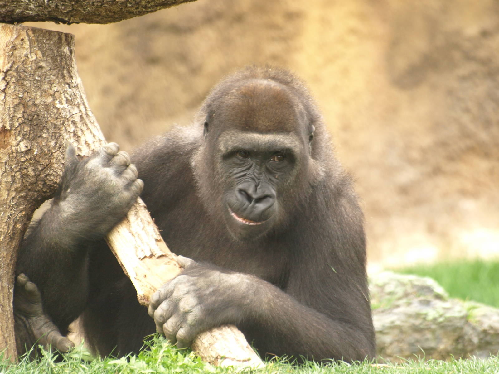 Thomas and his branch