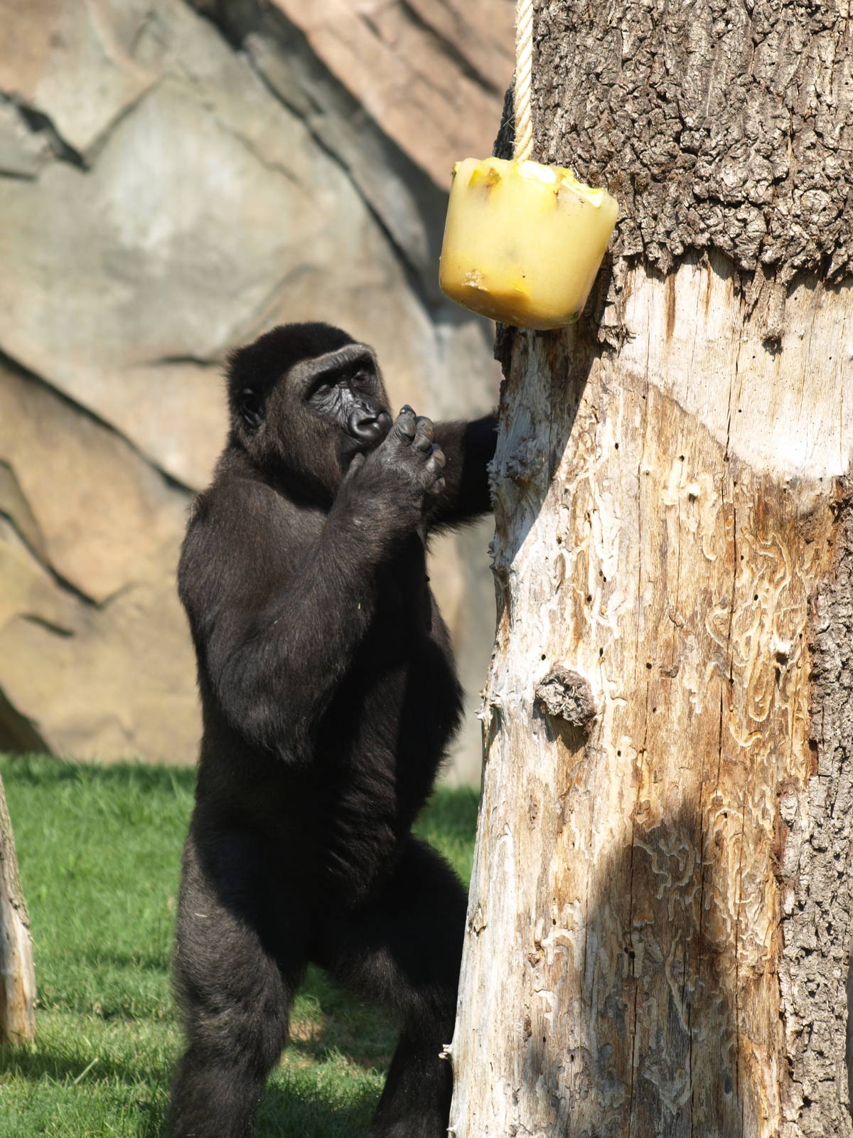 Thomas and the ice cream