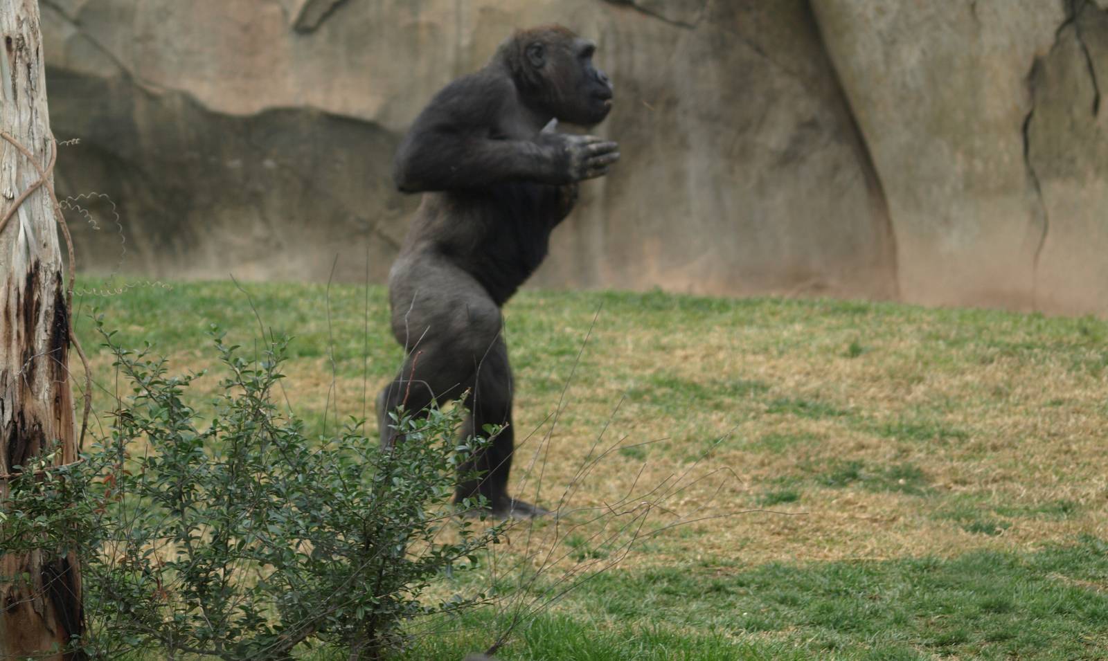 Thomas beating his breast