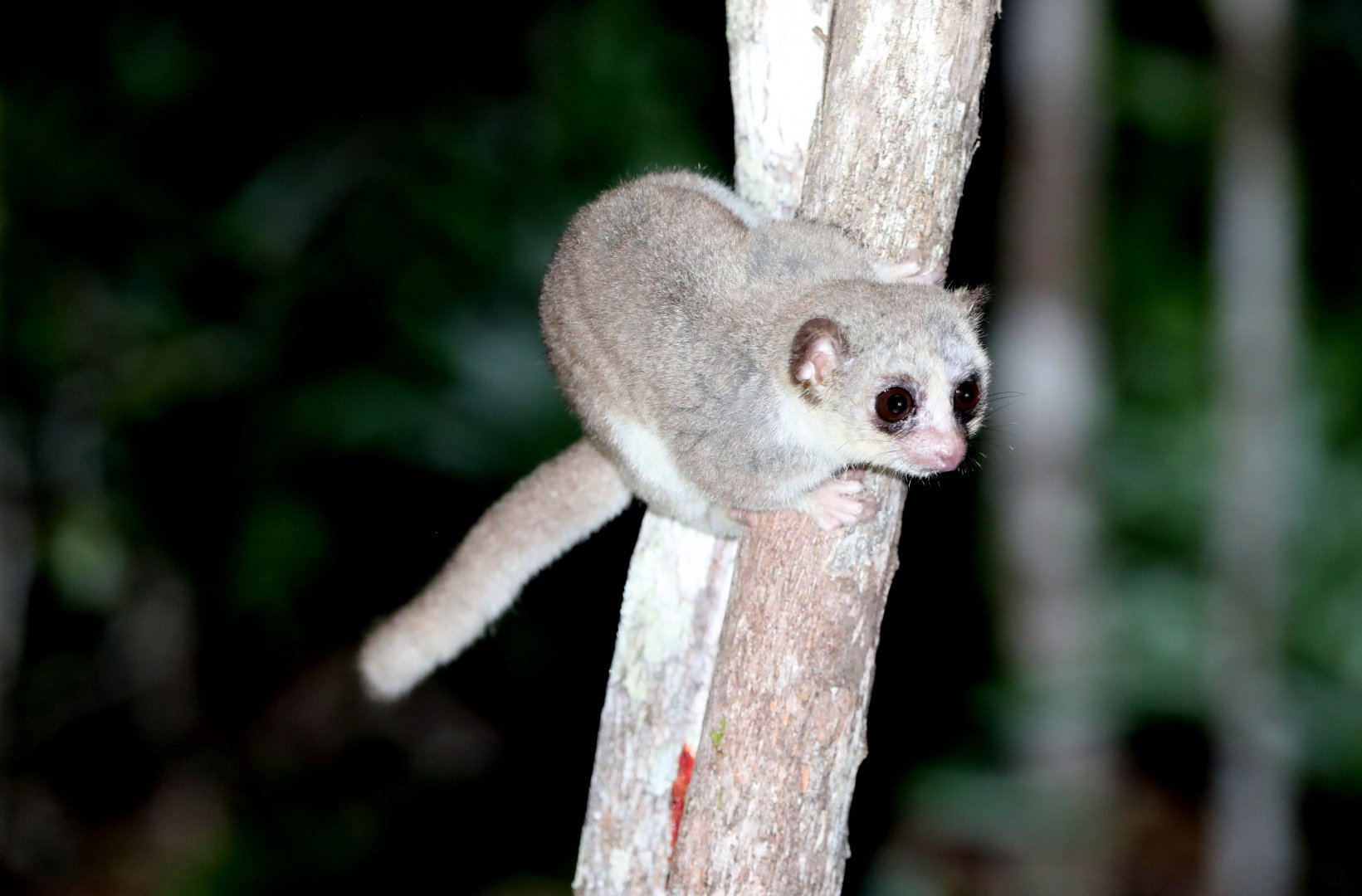 Thomas' dwarf lemur (Cheirogaleus thomasi)