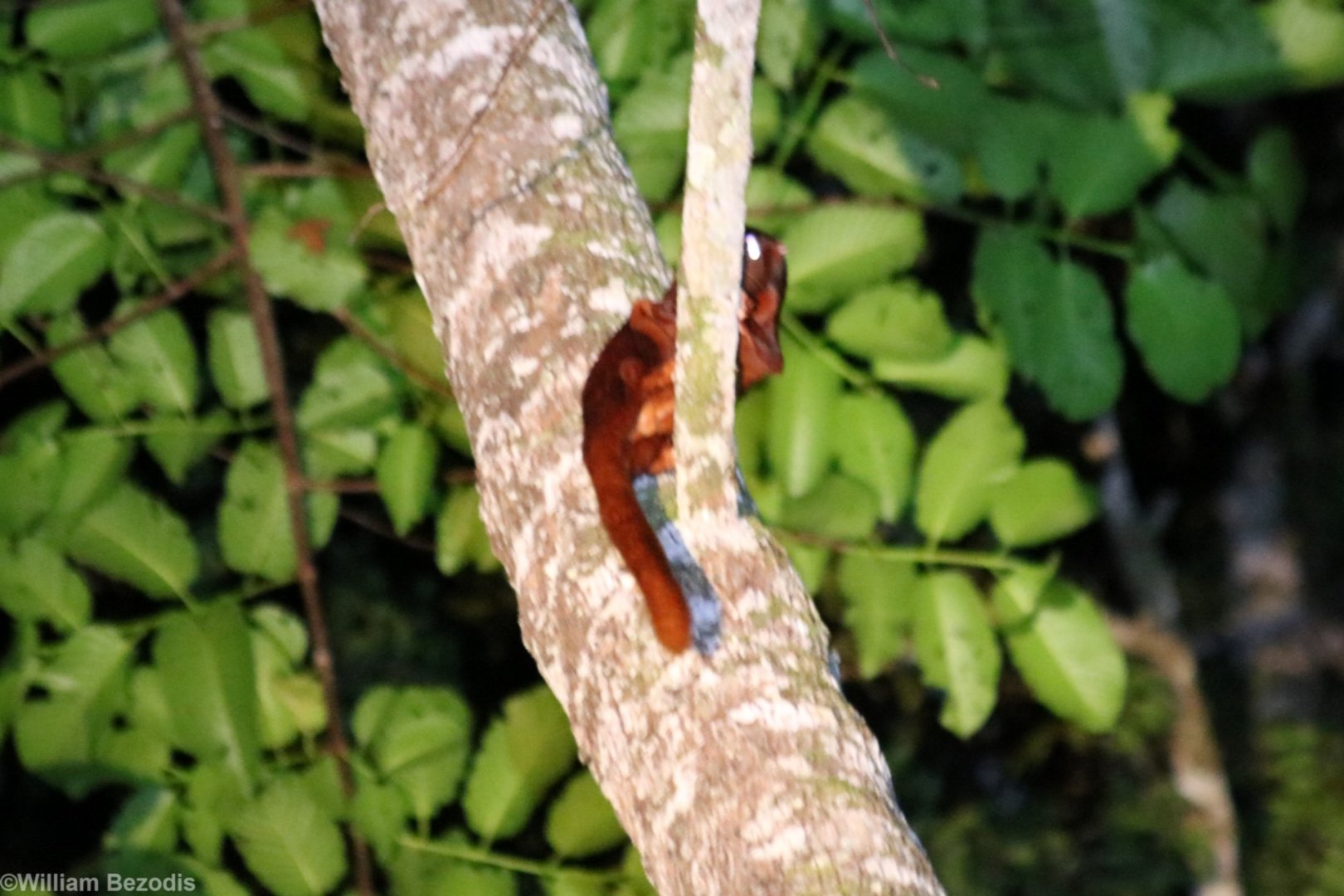 Thomas' Flying Squirrel - Danum Valley