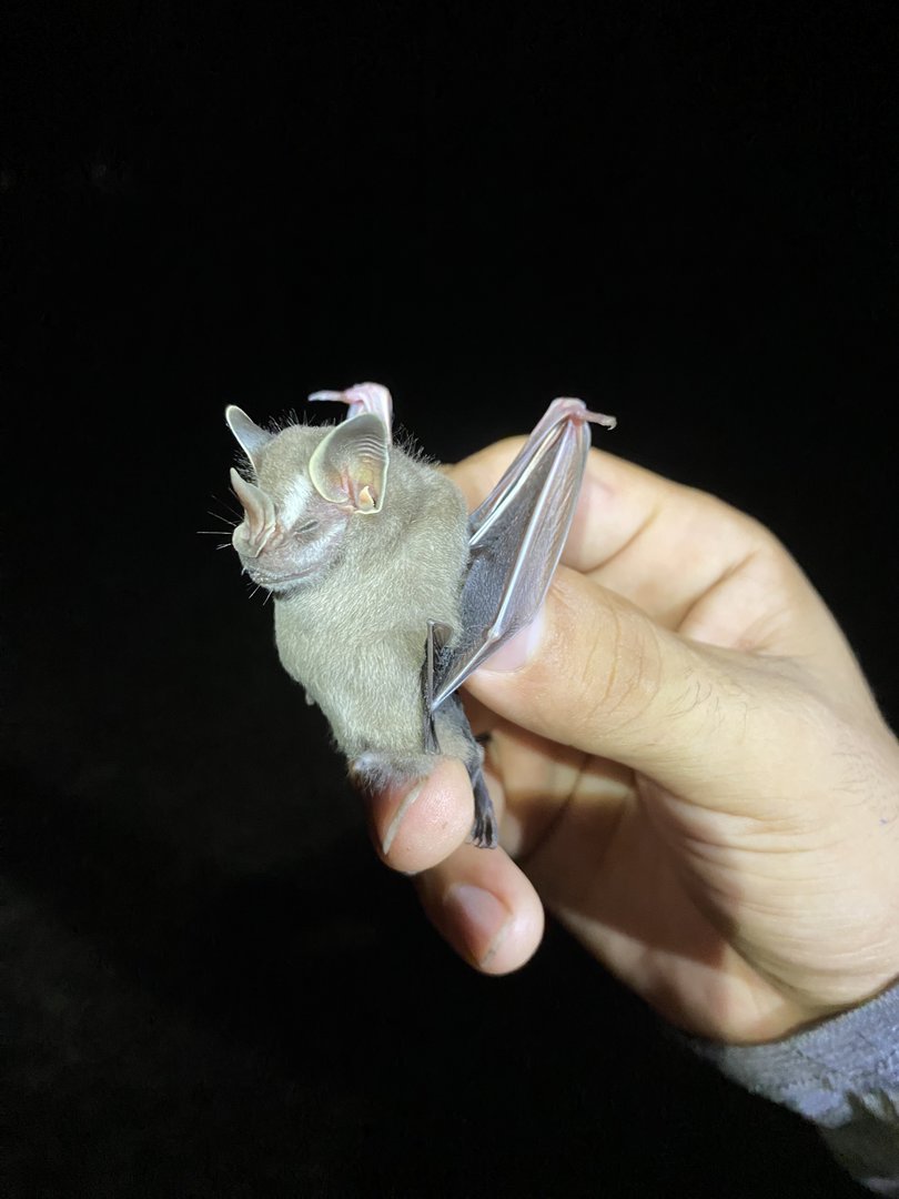 Thomas’ Fruit-eating Bat (Dermanura watsoni)
