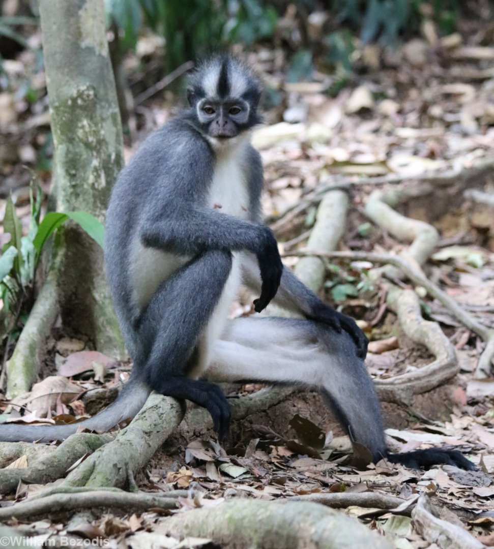 Thomas' Langur Sitting on the Trail