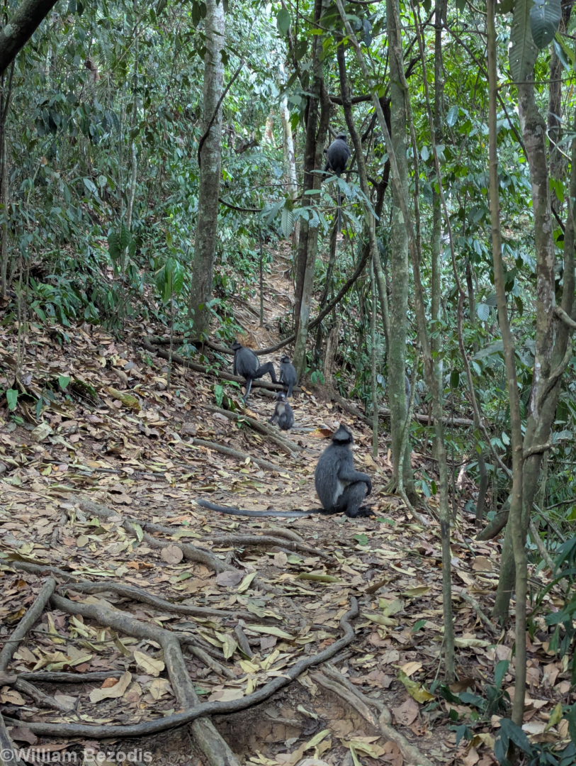 Thomas' Langur Troop on the Trail