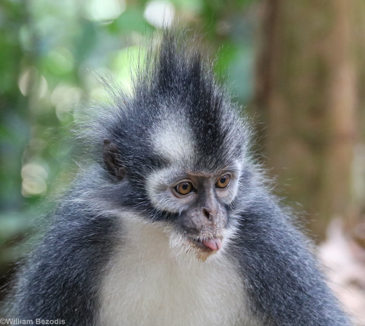 Thomas' Langur