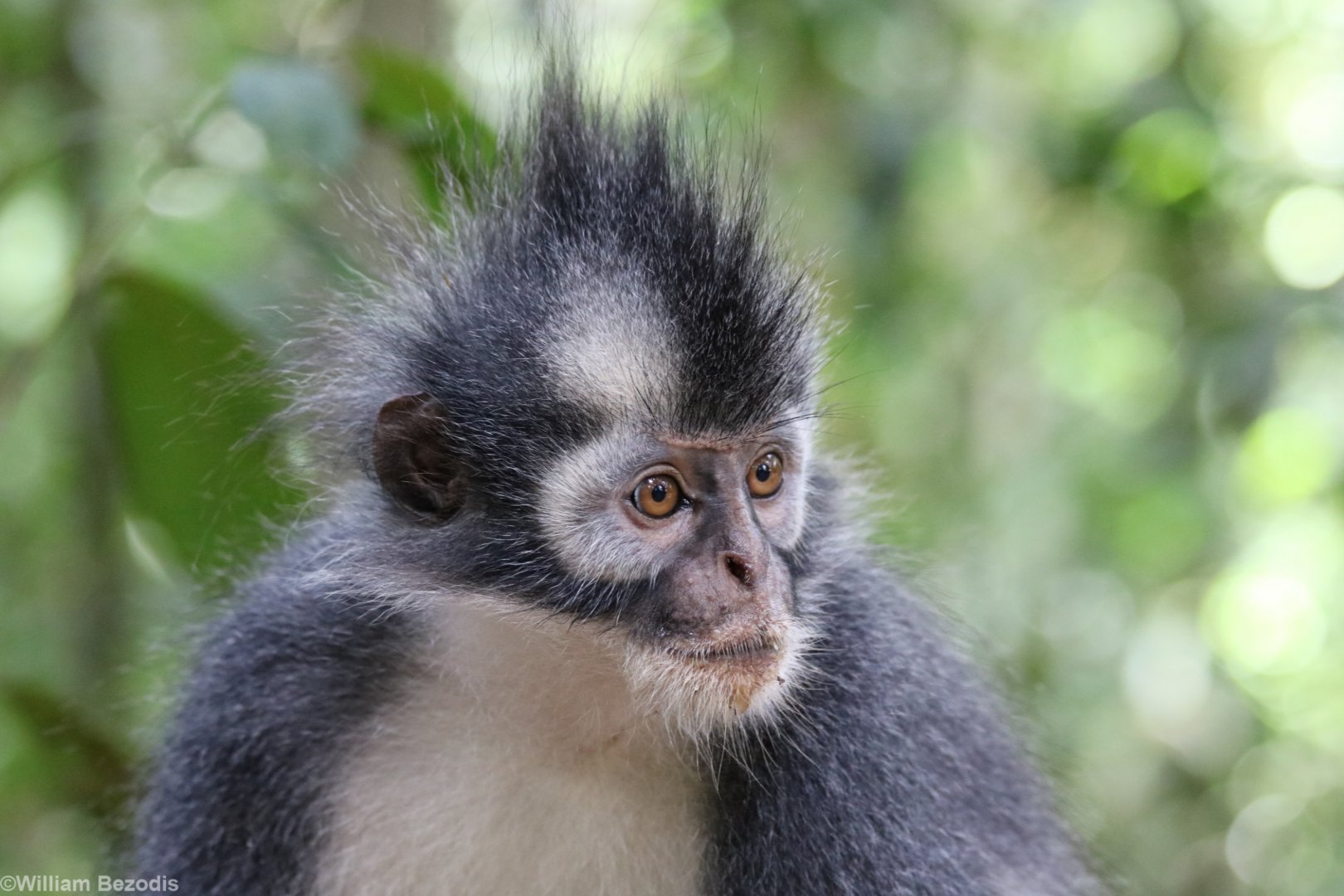 Thomas' Langur