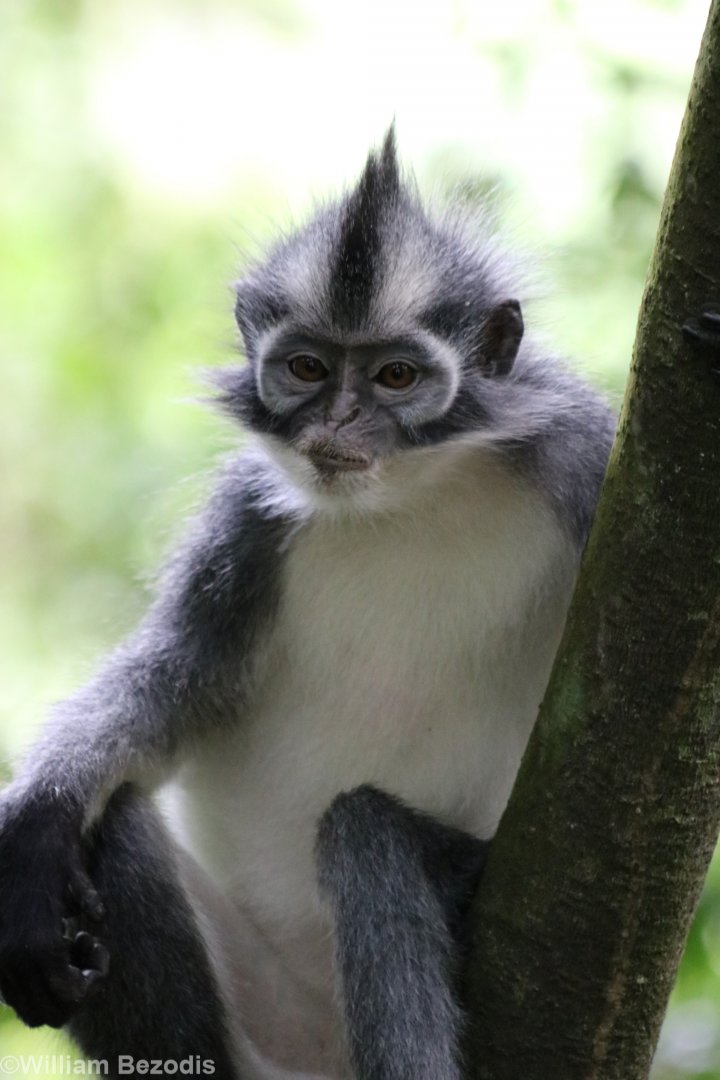 Thomas' Langur