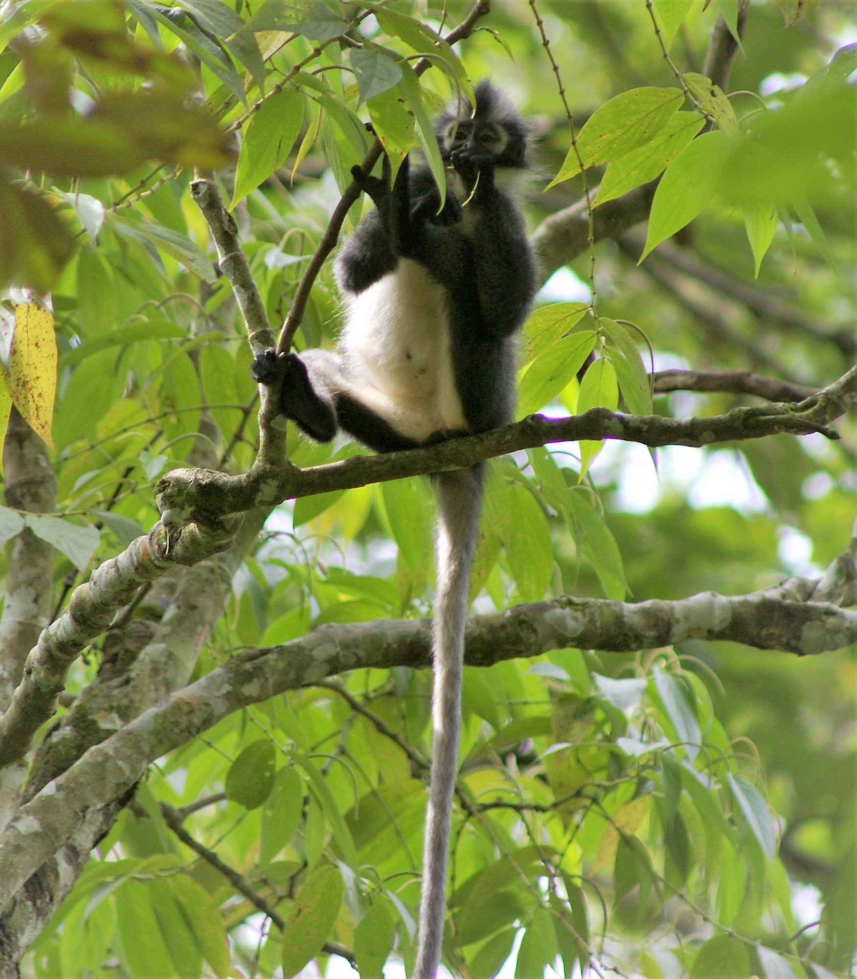 Thomas' Leaf Monkey (Presbytis thomasi)