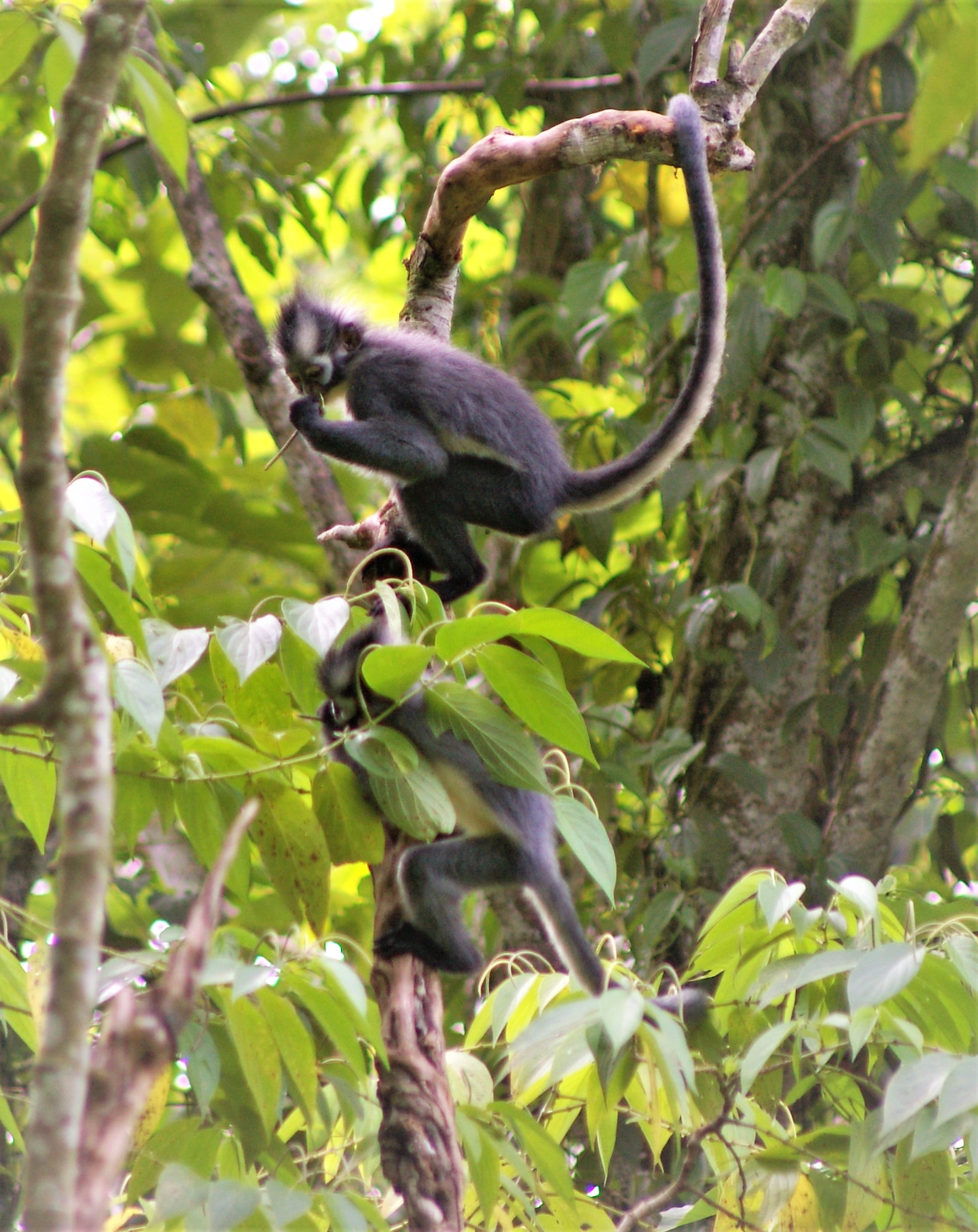 Thomas' Leaf Monkey (Presbytis thomasi)