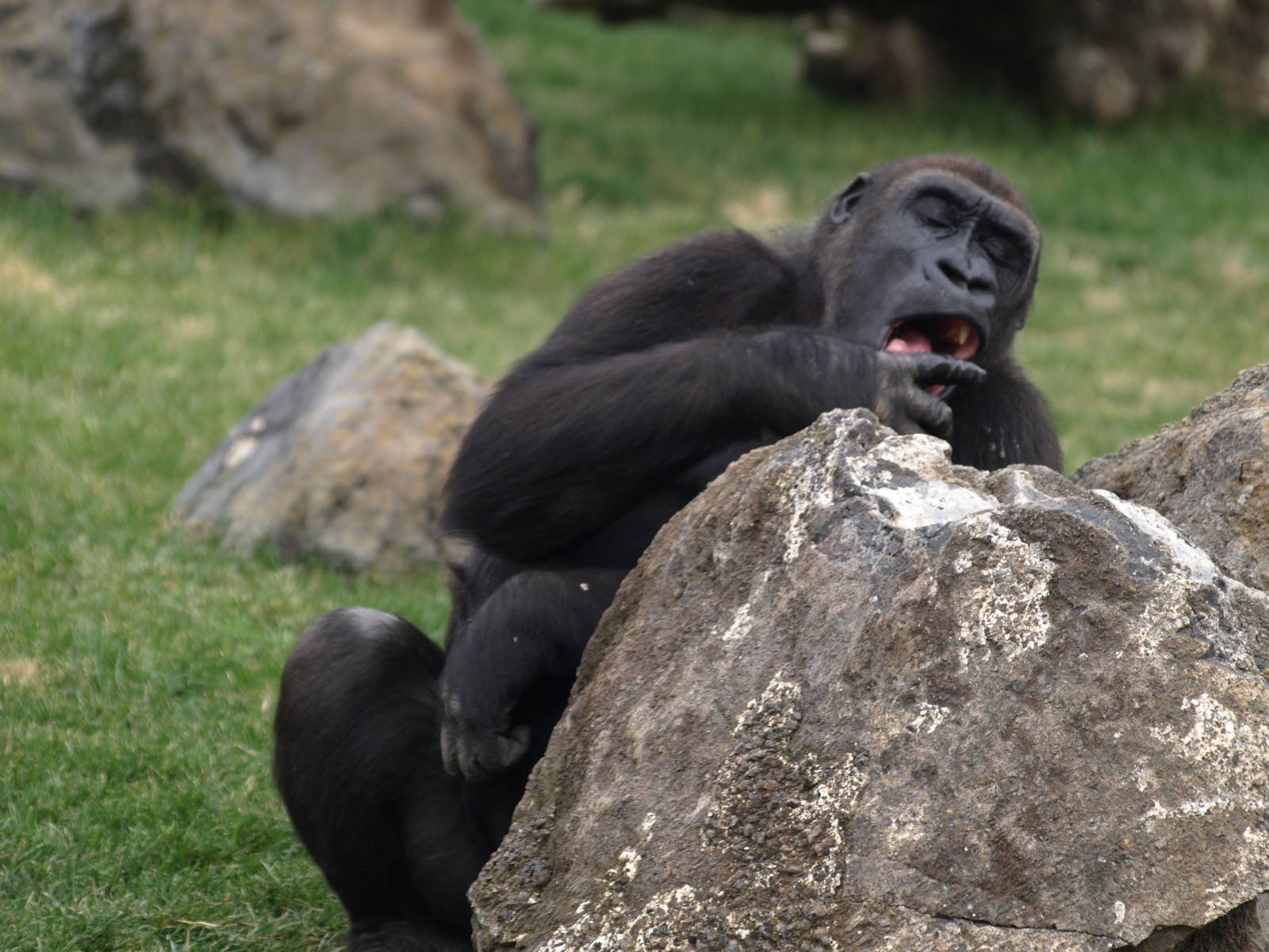 Thomas sucking honey