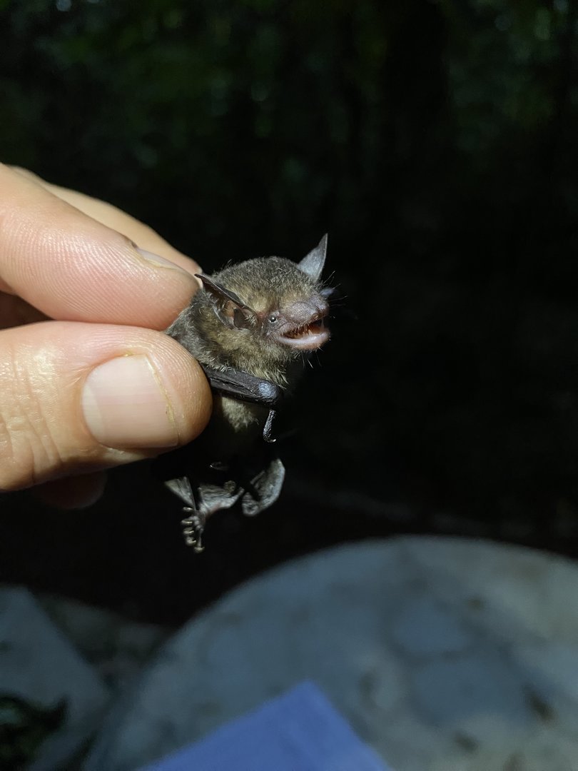 Thomas’ Yellow Bat (Rhogeessa io)