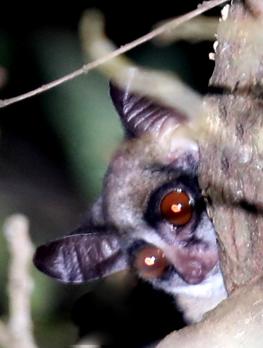 Thomas's bushbaby (Galagoides thomasi)
