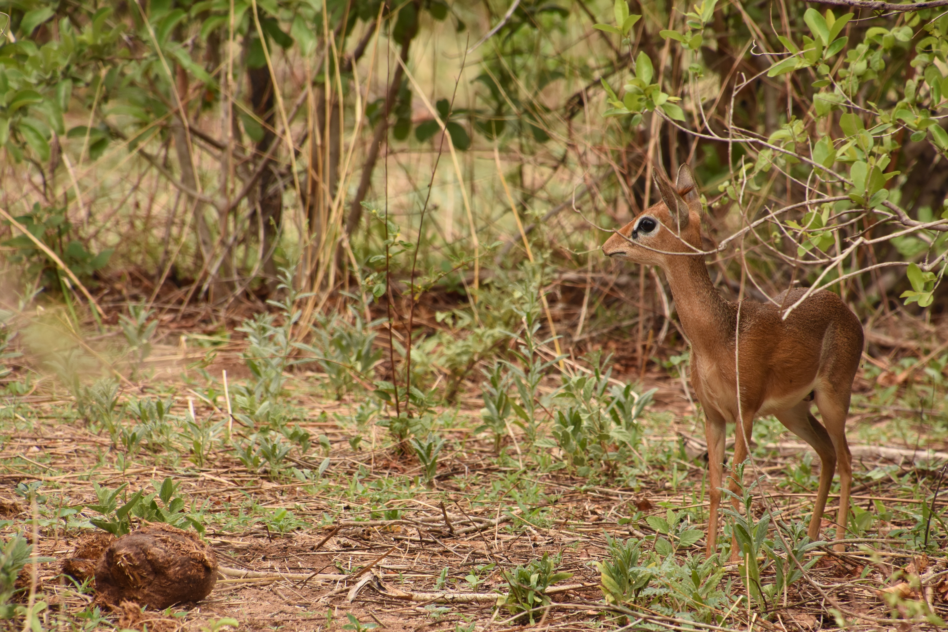 Thomas's dikdik