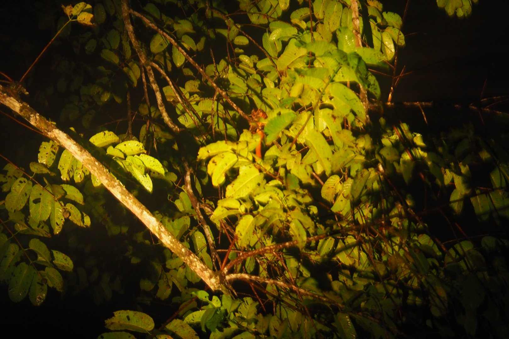 Thomas's Flying Squirrel - Danum Valley, Sabah, Borneo