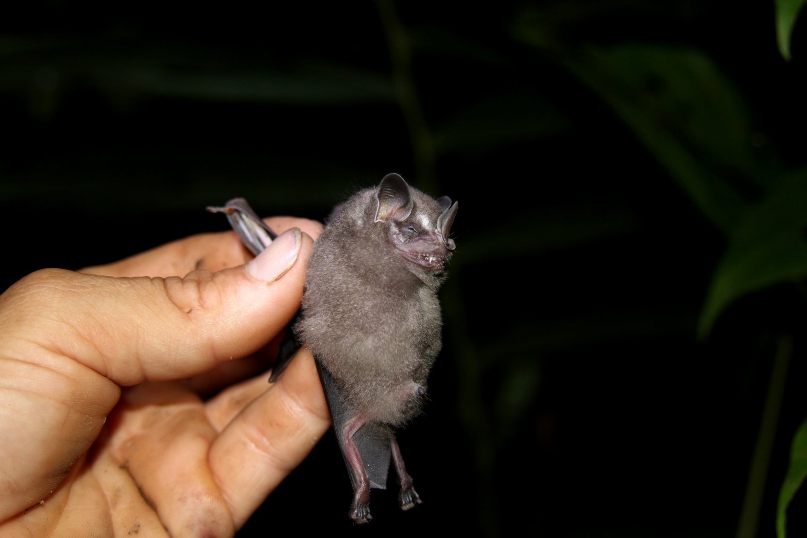 Thomas's fruit-eating bat (Dermanura watsoni)