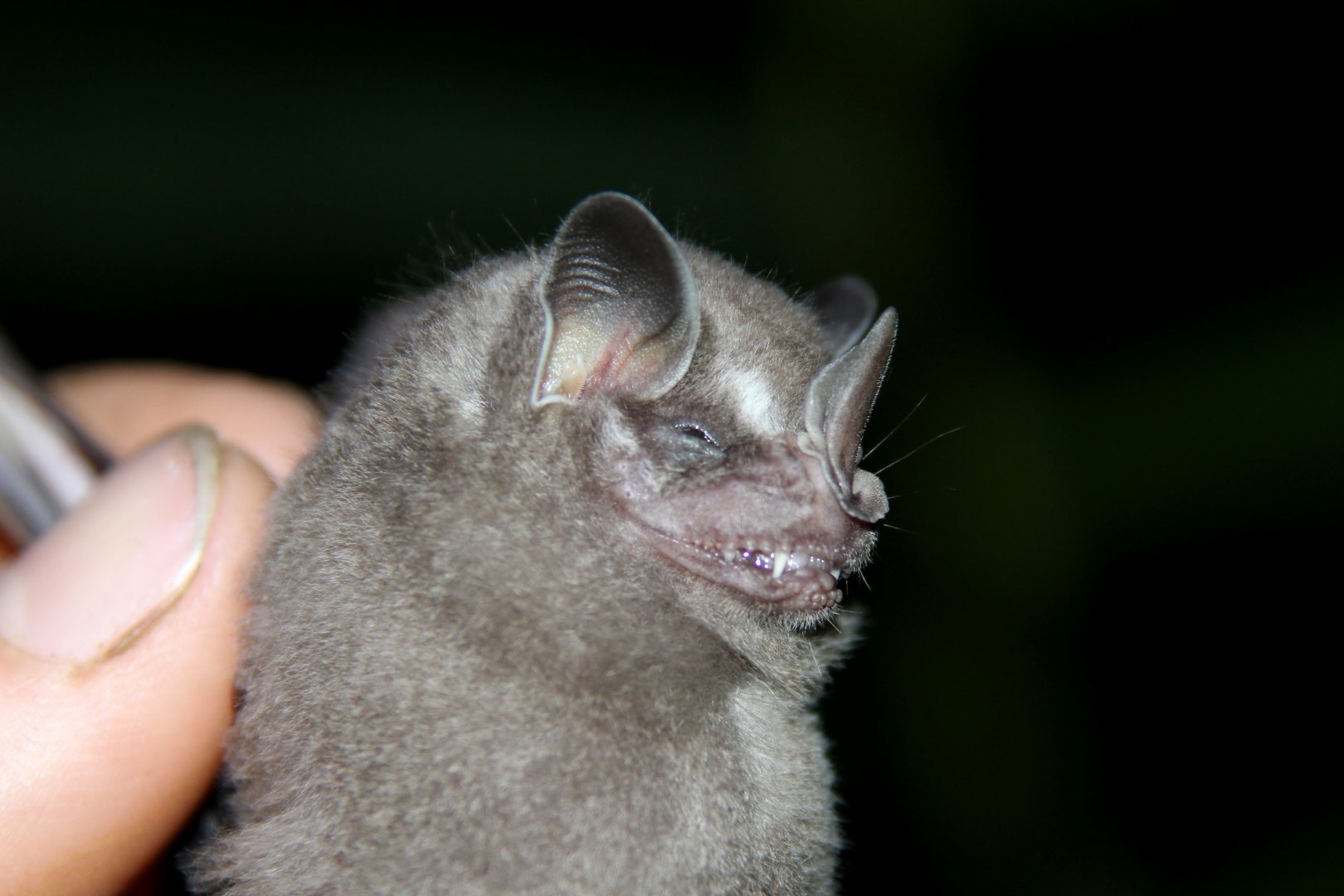 Thomas's fruit-eating bat (Dermanura watsoni)