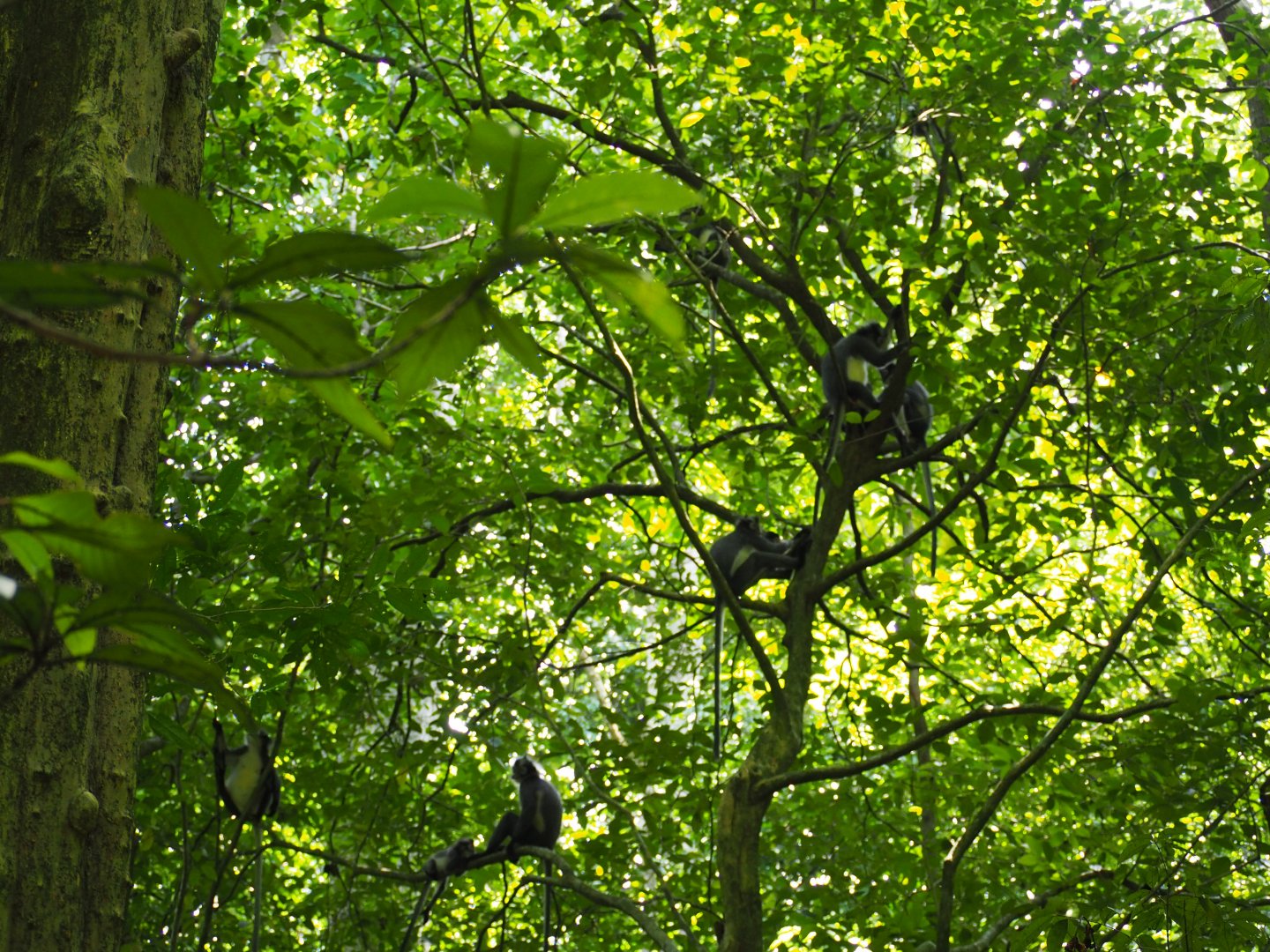 Thomas's Leaf Monkey Troop