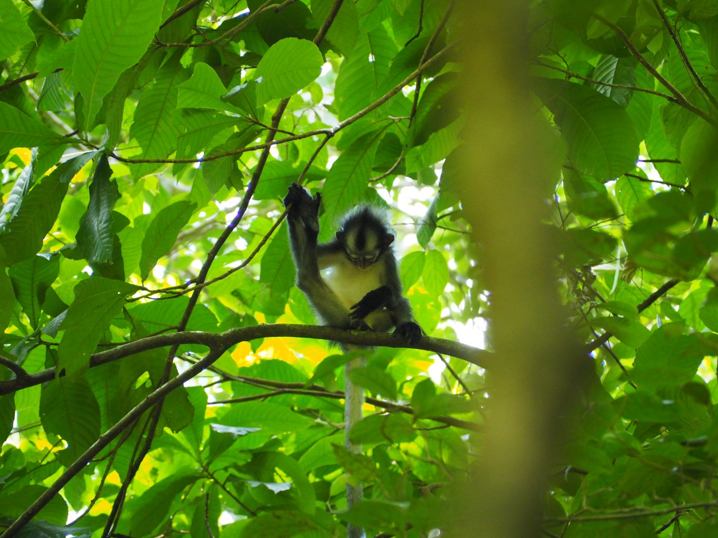 Thomas's Leaf Monkey
